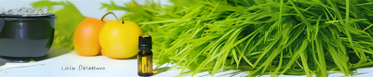 Discover the Pure Power of Nature: Why Our Organic-Certified Citronella Oil Belongs in Your Home
